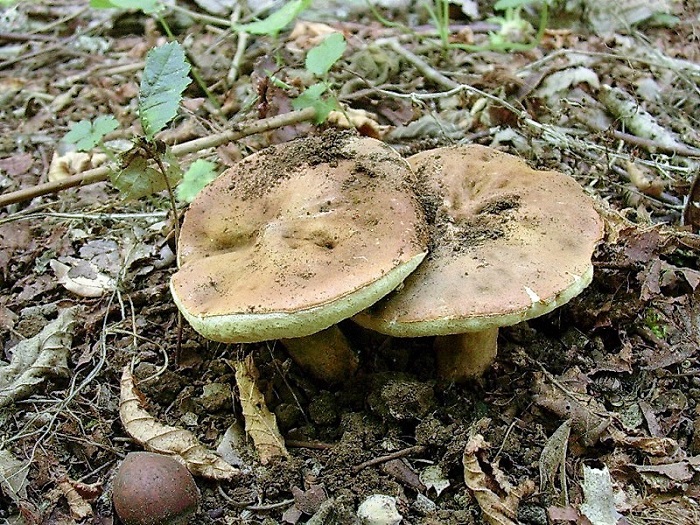 412 Agosto vecchio ritrovamento